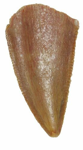 Serrated, Raptor Tooth - Morocco #55791